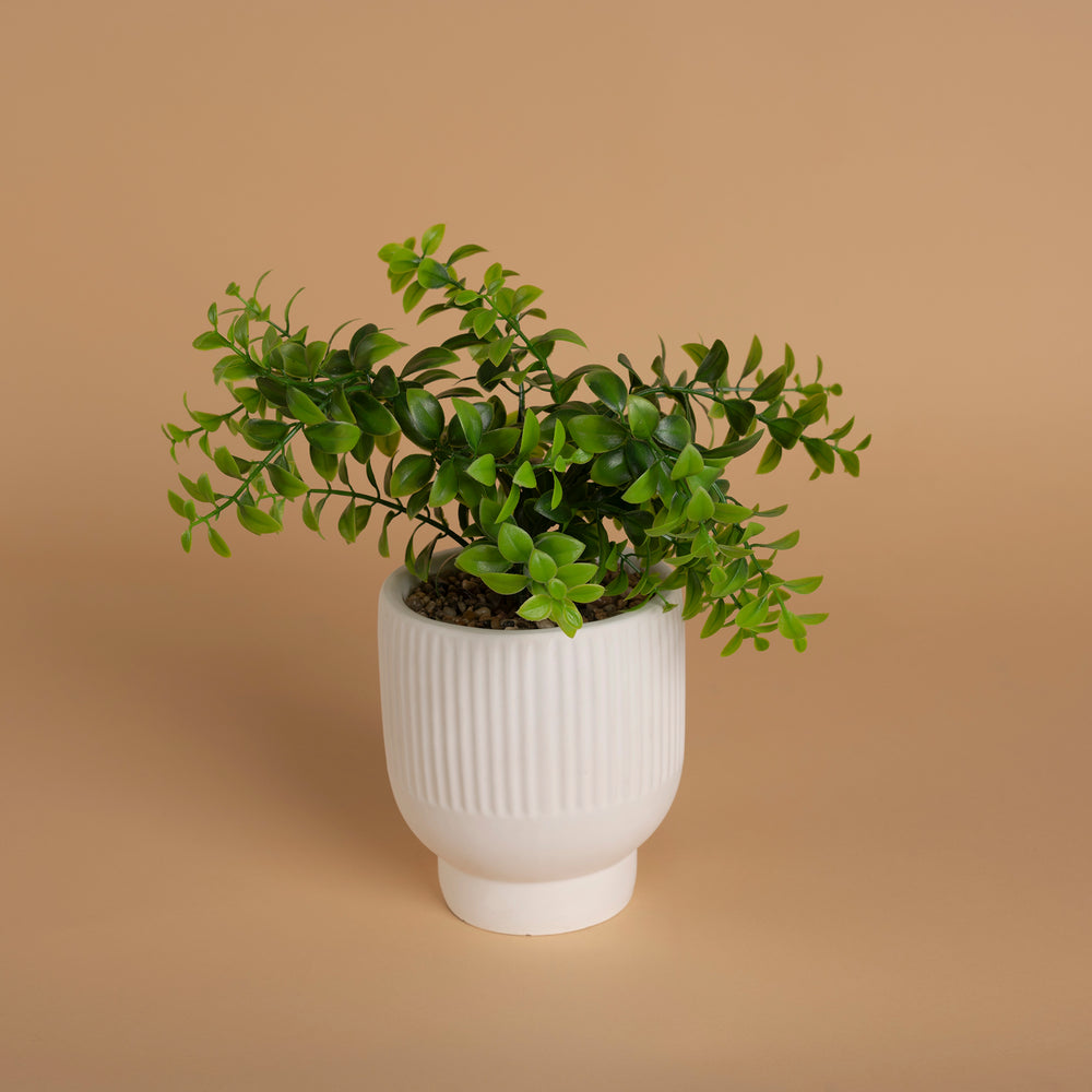 Decoración Maceta Ruscus UNITALLA