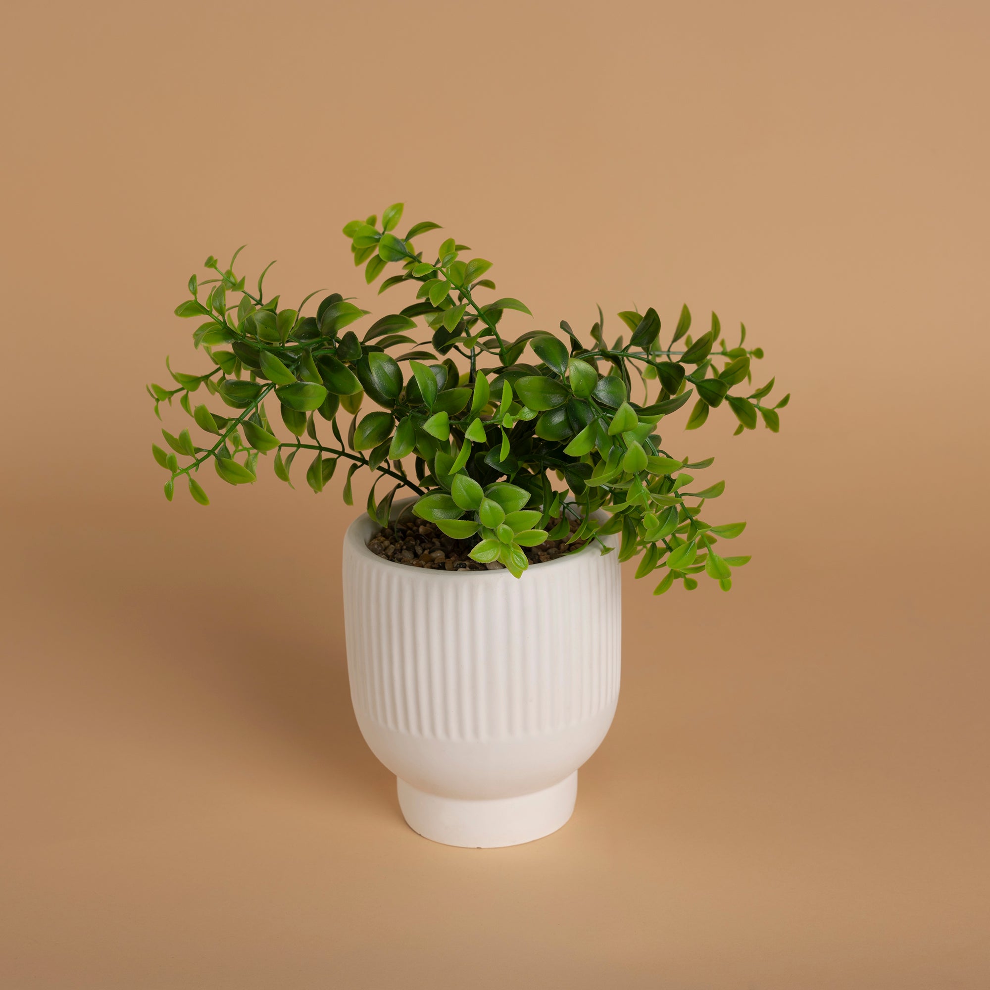 Decoración Maceta Ruscus UNITALLA
