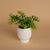 Decoración Maceta Ruscus UNITALLA